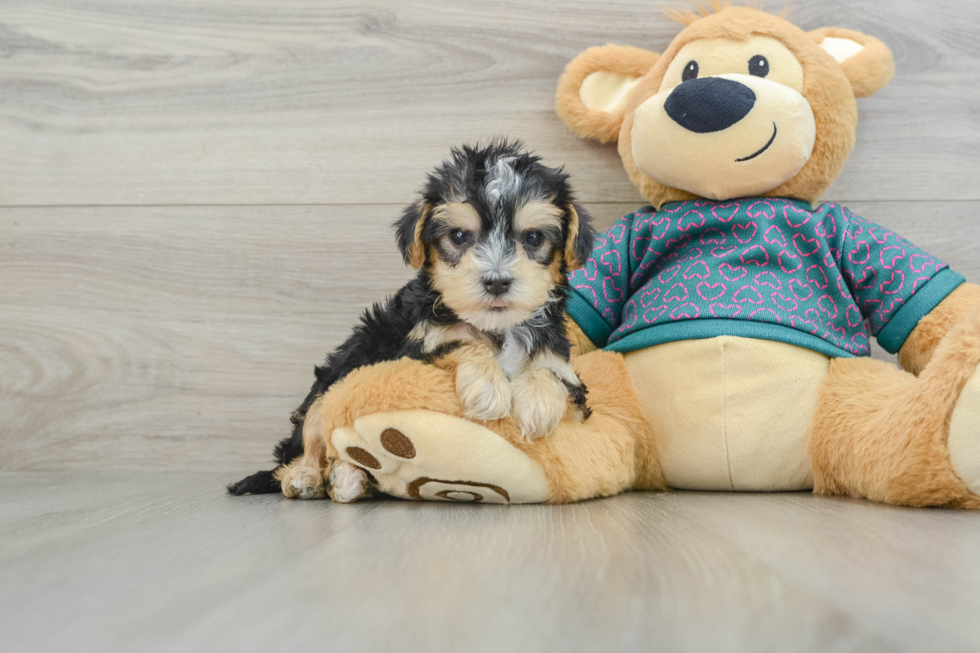 Yorkie Poo Pup Being Cute