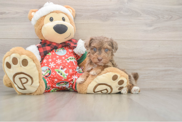 Yorkie Poo Puppy for Adoption