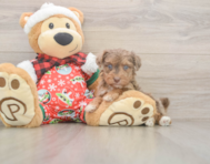 7 week old Yorkie Poo Puppy For Sale - Pilesgrove Pups