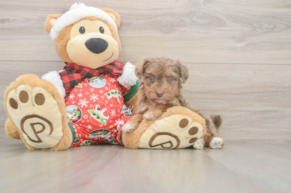 5 week old Yorkie Poo Puppy For Sale - Pilesgrove Pups