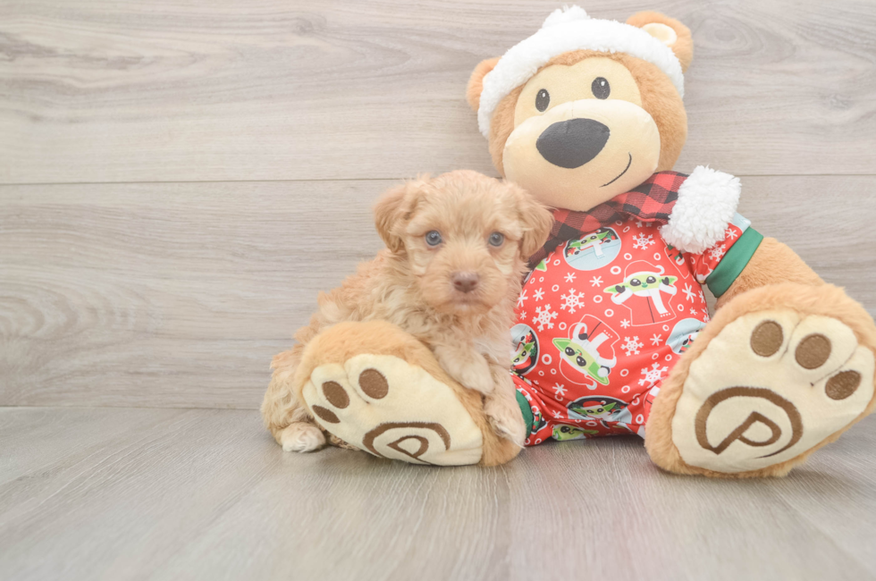 5 week old Yorkie Poo Puppy For Sale - Pilesgrove Pups