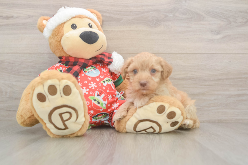 Friendly Yorkie Poo Baby