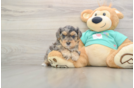 Yorkie Poo Pup Being Cute