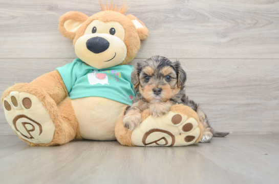 Hypoallergenic Yorkie Doodle Poodle Mix Puppy