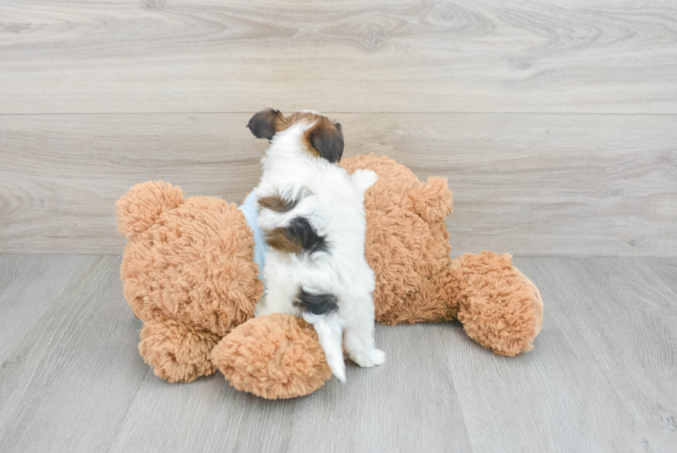 Smart Yorkie Poo Poodle Mix Pup