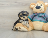 6 week old Yorkie Poo Puppy For Sale - Pilesgrove Pups