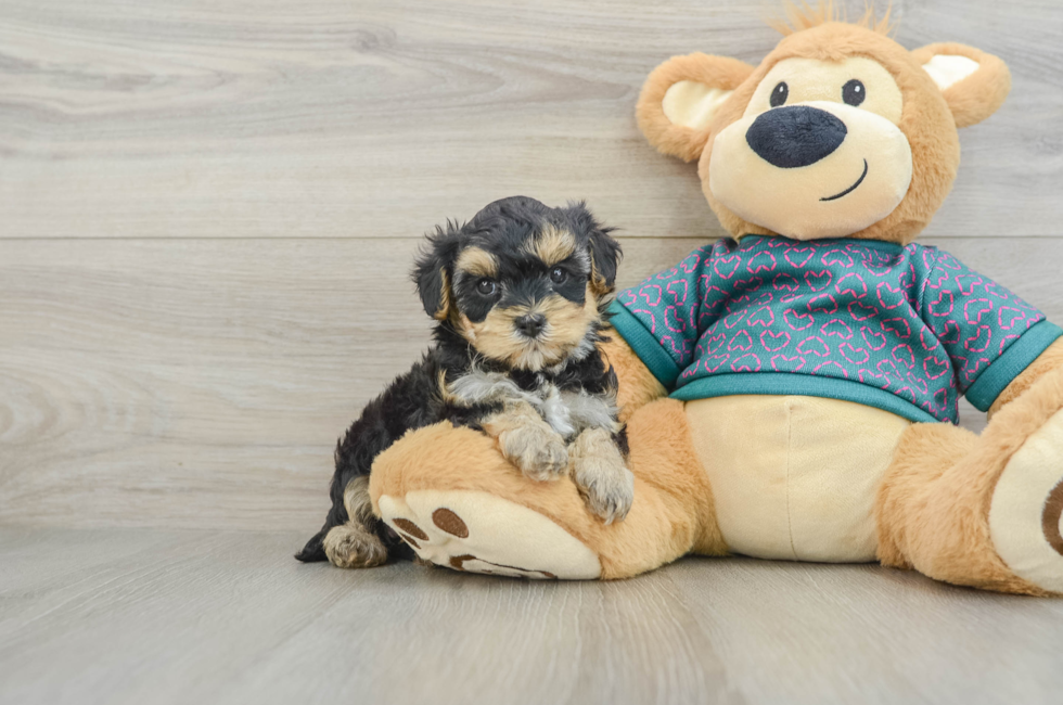 6 week old Yorkie Poo Puppy For Sale - Pilesgrove Pups