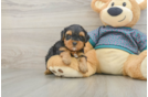 Best Yorkie Poo Baby