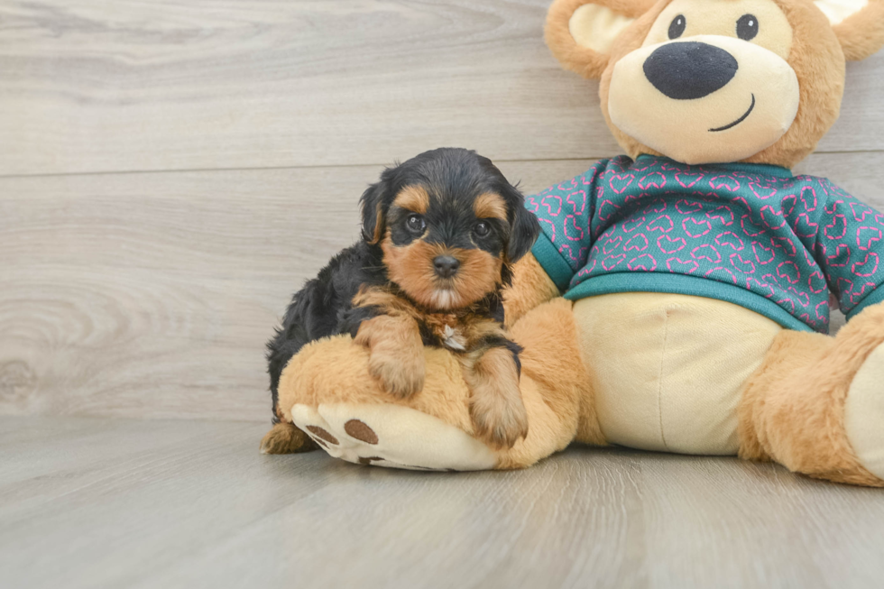 Best Yorkie Poo Baby