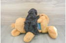 Yorkie Poo Puppy for Adoption