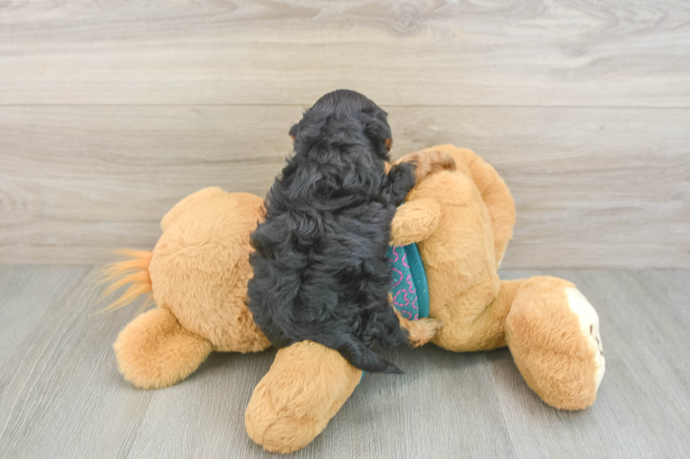 Yorkie Poo Puppy for Adoption