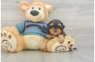 Best Yorkie Poo Baby