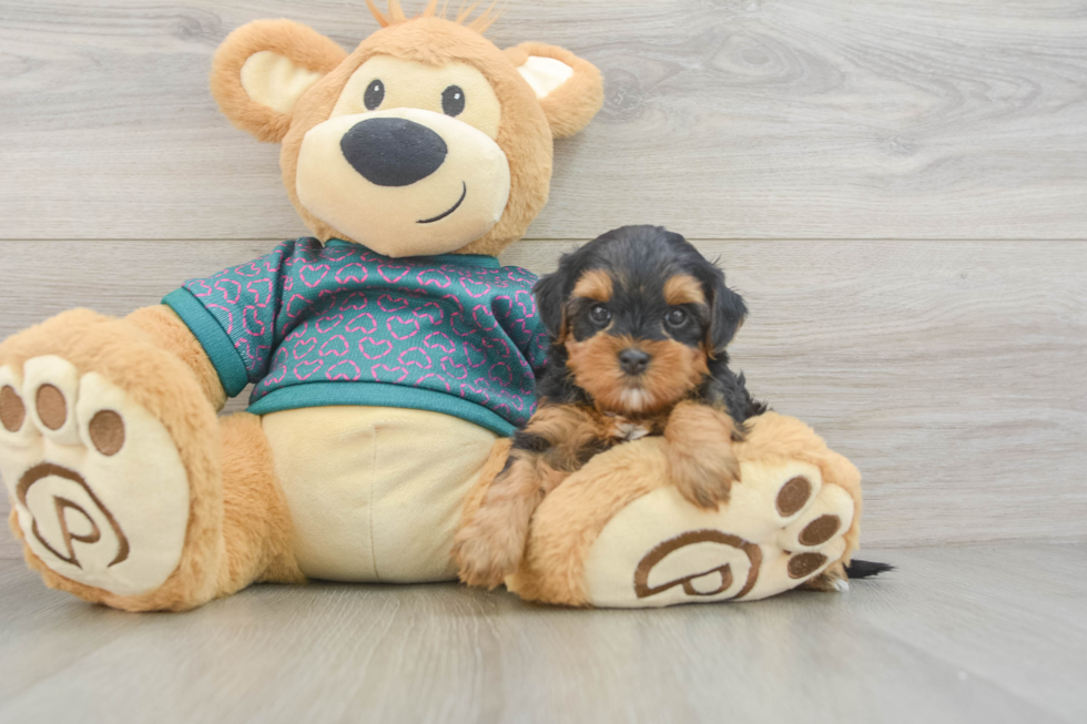 Best Yorkie Poo Baby