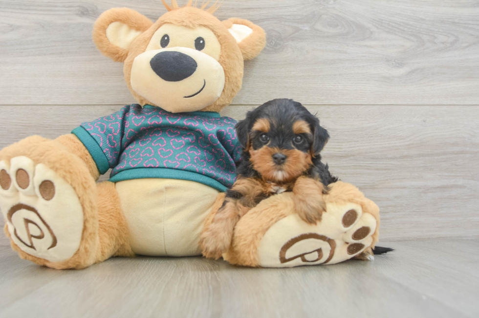 5 week old Yorkie Poo Puppy For Sale - Pilesgrove Pups