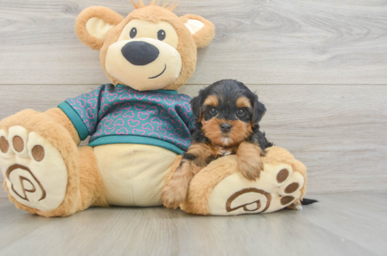 Best Yorkie Poo Baby