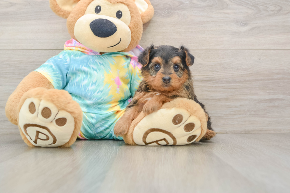 Yorkie Poo Pup Being Cute