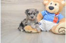 Best Yorkie Poo Baby