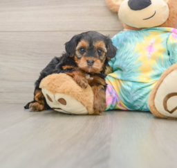 5 week old Yorkie Poo Puppy For Sale - Pilesgrove Pups