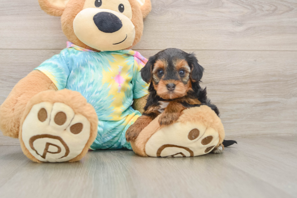Yorkie Poo Puppy for Adoption