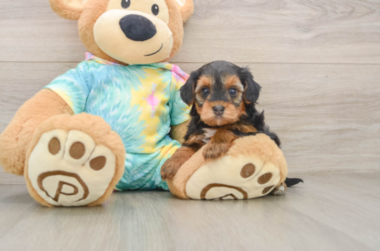 Best Yorkie Poo Baby