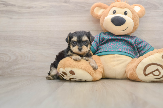 Popular Yorkie Poo Poodle Mix Pup