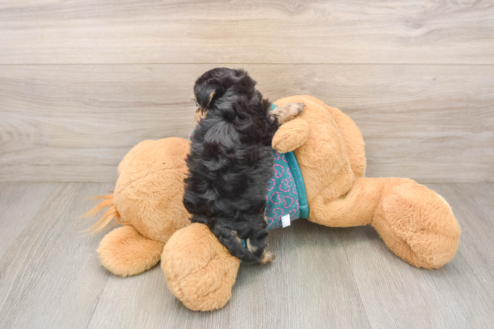 Yorkie Poo Pup Being Cute