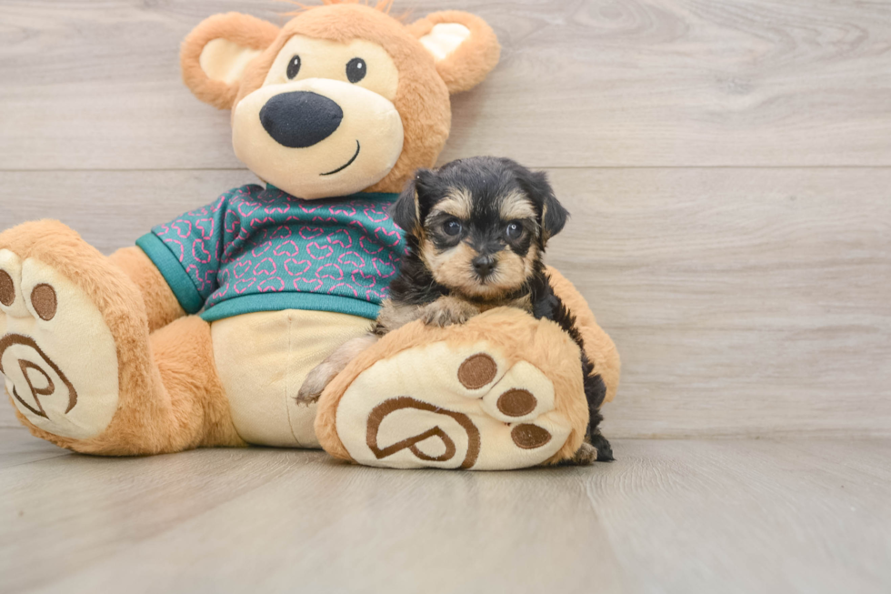 Fluffy Yorkie Poo Poodle Mix Pup