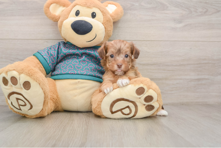 Yorkie Poo Pup Being Cute