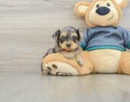 5 week old Yorkie Poo Puppy For Sale - Pilesgrove Pups