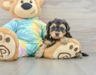 7 week old Yorkie Poo Puppy For Sale - Pilesgrove Pups