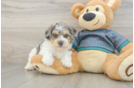 Yorkie Poo Pup Being Cute