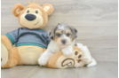 Cute Yorkie Poo Baby
