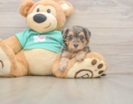 8 week old Yorkie Poo Puppy For Sale - Pilesgrove Pups