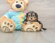 8 week old Yorkie Poo Puppy For Sale - Pilesgrove Pups