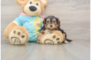Little Yorkie Poodle Mix Poodle Mix Puppy