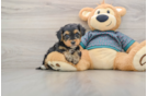 Cute Yorkie Poo Baby