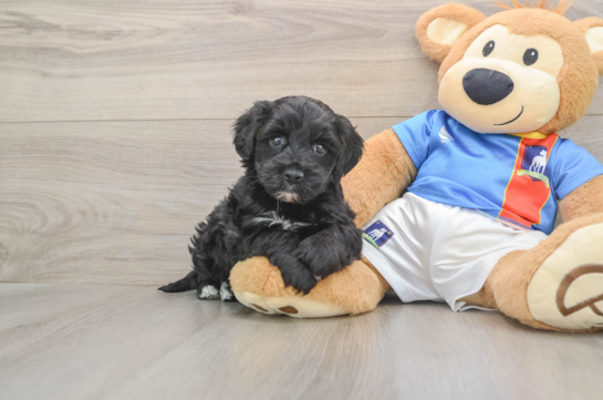 Best Yorkie Poo Baby