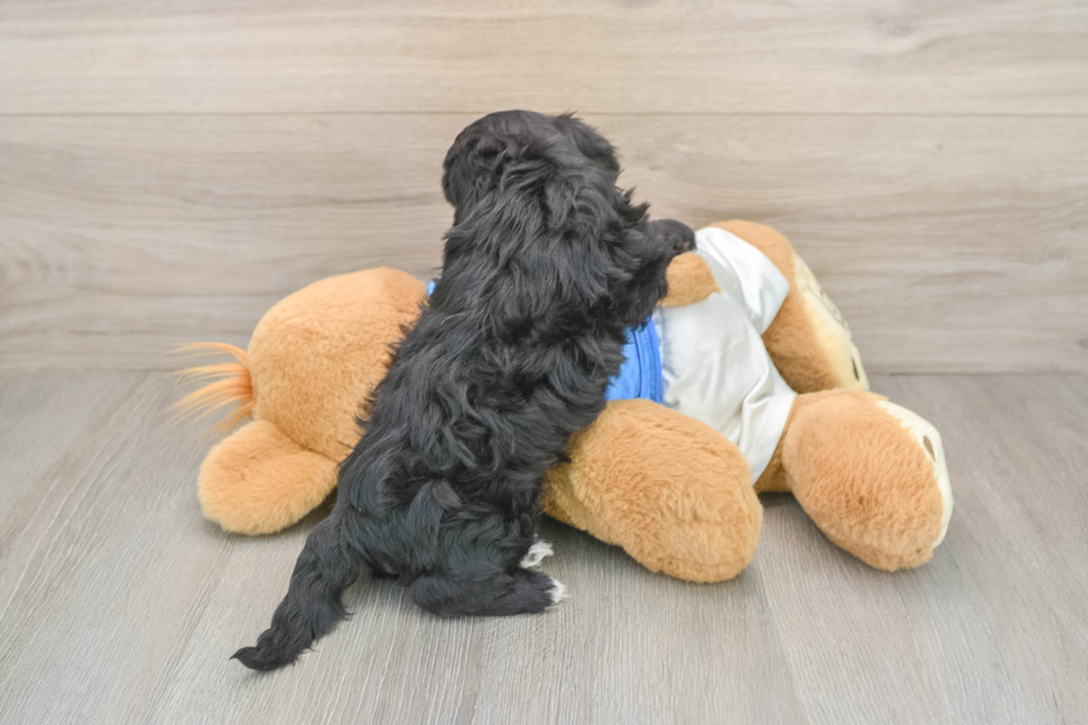 Funny Yorkie Poo Poodle Mix Pup