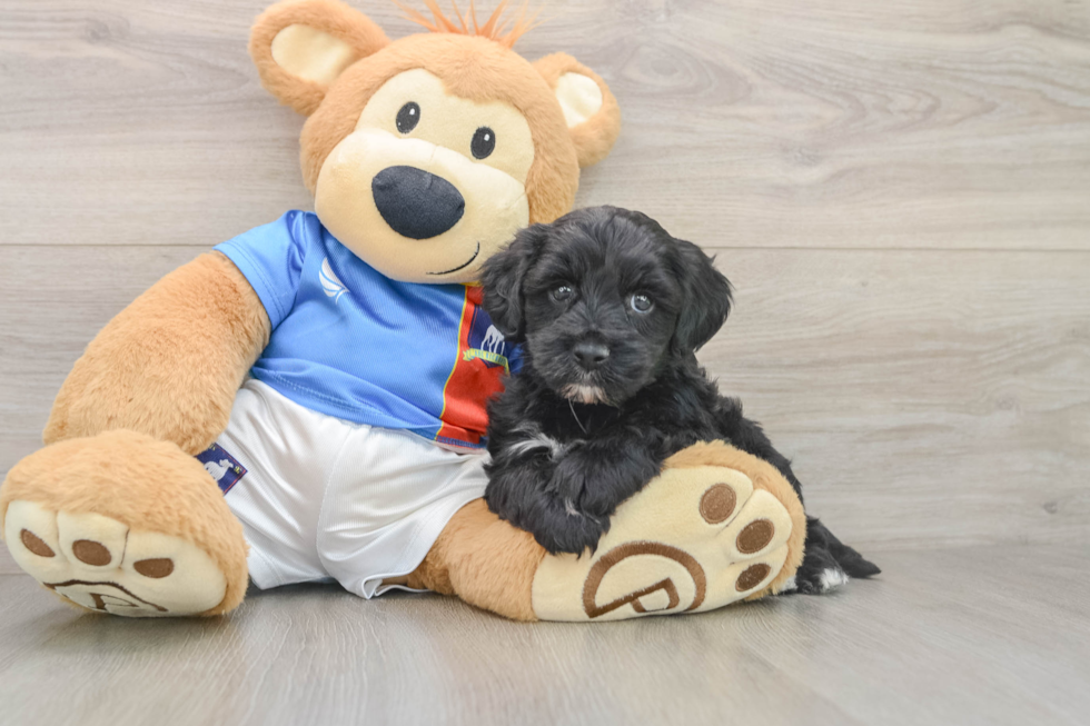 Yorkie Poo Puppy for Adoption