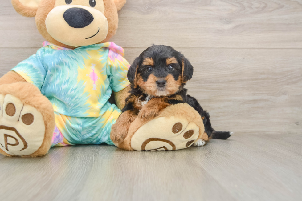 Petite Yorkie Poo Poodle Mix Pup