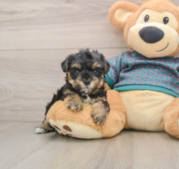 7 week old Yorkie Poo Puppy For Sale - Pilesgrove Pups