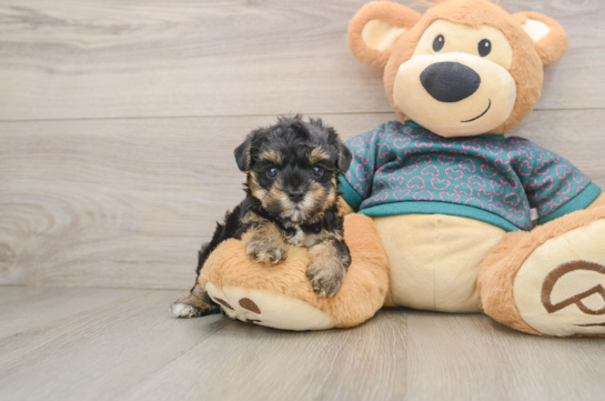 Best Yorkie Poo Baby