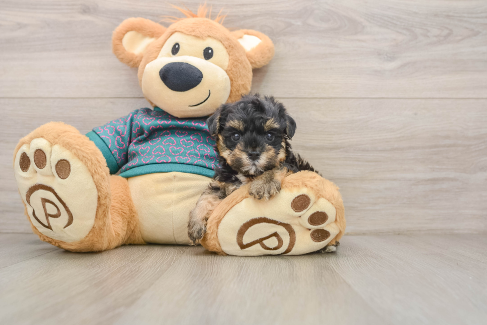 Yorkie Poo Pup Being Cute