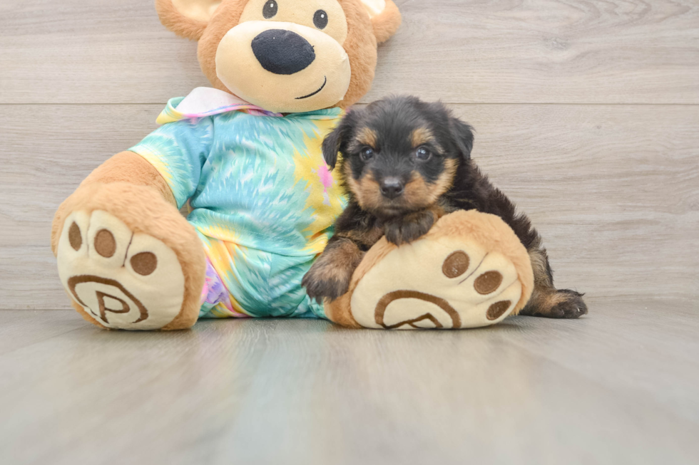 Yorkie Poo Puppy for Adoption