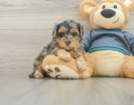 8 week old Yorkie Poo Puppy For Sale - Pilesgrove Pups