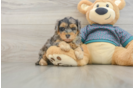 Little Yorkie Poodle Mix Poodle Mix Puppy