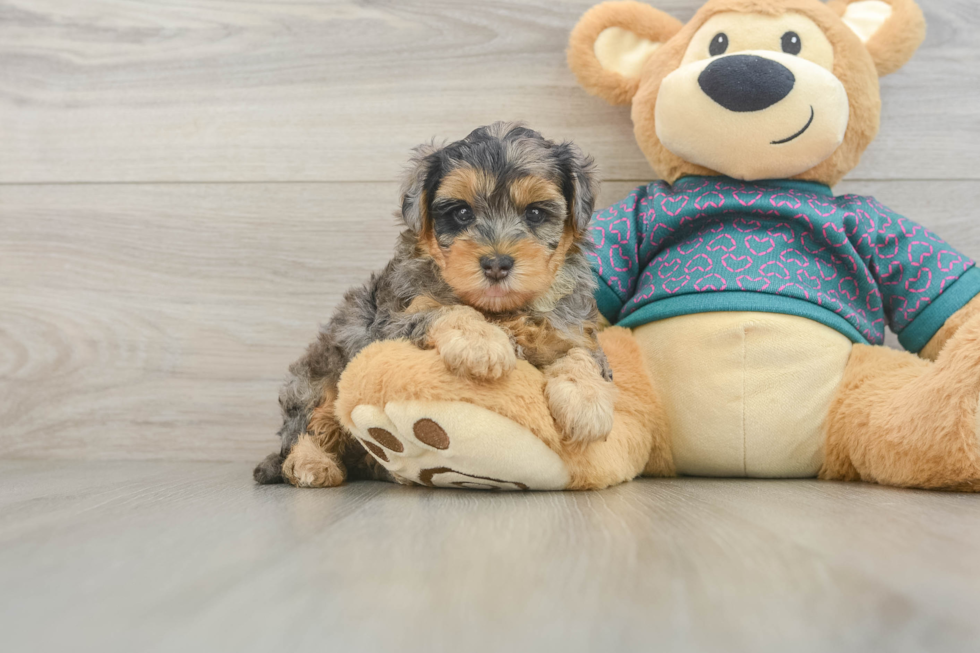 Little Yorkie Poodle Mix Poodle Mix Puppy