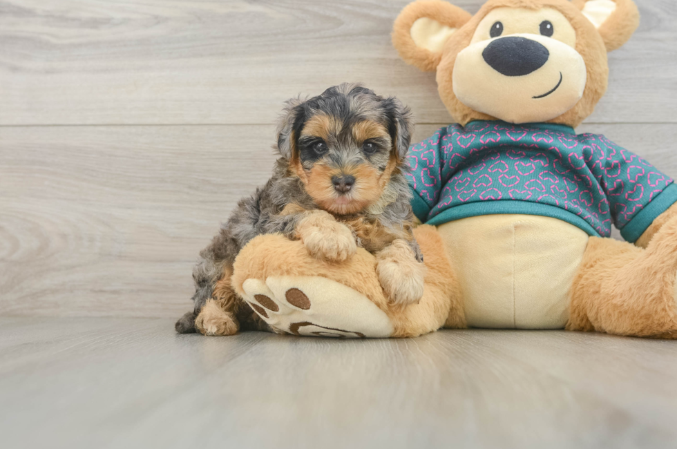 5 week old Yorkie Poo Puppy For Sale - Pilesgrove Pups