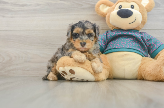 Little Yorkie Poodle Mix Poodle Mix Puppy