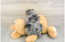 Little Yorkie Poodle Mix Poodle Mix Puppy